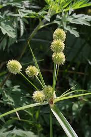 Image result for Cyperus platycaulis