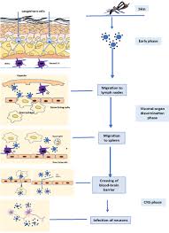 Pregnancy Associated Arbovirus Infections