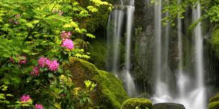 Maybe you would like to learn more about one of these? Glimpse Of Spring Portland Japanese Garden