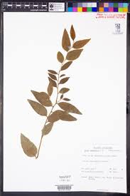 Image result for Olax aschersoniana