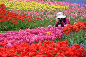 The flowers may be single five petals semi double or fully double. Spring Flowers 22 Gorgeous Pictures Around The World