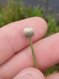 Image result for Eriocaulon truncatum