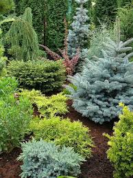 My Small Garden Conifers Forum Gardenweb Front Garden Landscape Small Front Yard Landscaping Evergreen Landscape