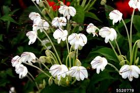 Image result for Rotheca