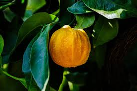 Image result for Citrus × aurantium