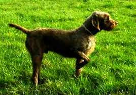They also serve us in the field and marsh as the best versatile hunting dogs available, afterall they are. Pudelpointer Wikipedia