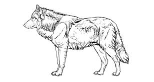 How to draw a realistic wolf. Sketchbook Original How To Draw Wolves Monika Zagrobelna