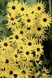 Image result for Centema subfusca