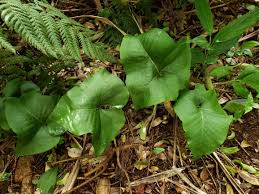 Image result for Launaea violacea
