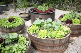 Ein Schweizer Garten On Instagram Die Ersten Salate Und Radieschen Im Hochbeetgarten Sind Erntebereit Wineb Ein Schweizer Garten Garten Kuchenschelle