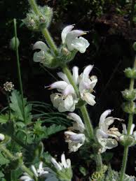 Image result for Haumaniastrum glabrifolium