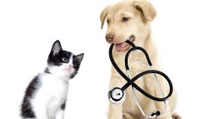 Maybe you would like to learn more about one of these? Pet Veterinary Clinic Near Me Off 66 Www Usushimd Com