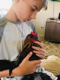 What to do with a rooster after hens have died?