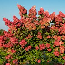 Image result for Aporrhiza paniculata