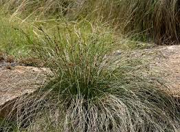 Image result for Coleochloa setifera