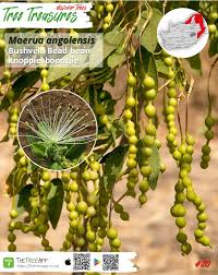 Image result for Maerua angolensis