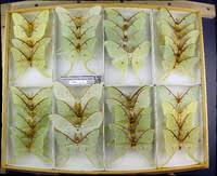 Image result for Actiniopteris pauciloba