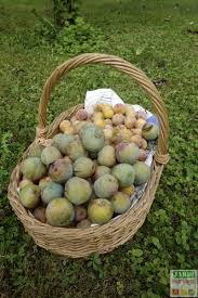 Confiture De Reine Claude Facile Et Rapide Jardipartage Confiture De Prunes Confiture Recette Confiture