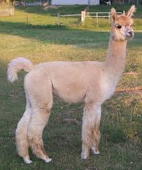 Baby Alpacas For Sale Peaceful Heart Alpacas Alpacas For Sale Pet And Fiber Boys