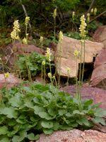 Image result for Heuchera cylindrica Greenfinch