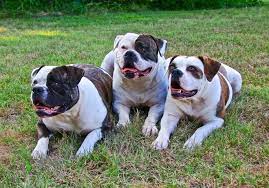 Red zone dog bites miami dog whisperer. Steckbrief American Bulldog Amerikanische Bulldogge Alles Dog De