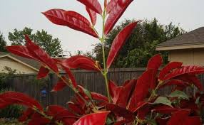 Image result for Excoecaria