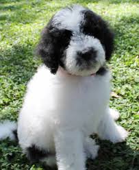 An adorable mix between the golden retriever and poodle, goldendoodles are the ultimate combination of good looks, smart wits, and playfulness. Black And White Parti Goldendoodles Black And White Parti Below White Goldendoodle Goldendoodle Parti Poodle