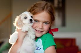 Maybe you would like to learn more about one of these? Cavachon Puppies Texas