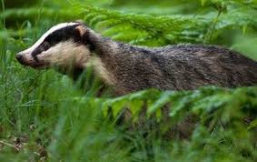 Ghim Của Mara Tren Beatrix Potter