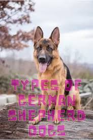 Starting with 2017 gsd puppy pricing, we analyze full this will make crate training much easier for you… crates are abundant and can easily be found on craigslist. Types Of German Shepherd Dogs Pet Diy Dog Whoodle Dog German Shepherd Dogs