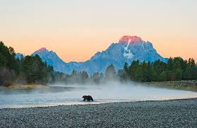 Handing Off The Griz , Jackson Hole Magazine