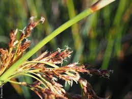 Image result for Schoenoplectiella articulata