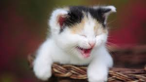 صور قطط مضحكة صور جميلة ومضحكة للقطط كيوت