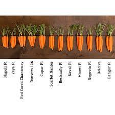 We love nantes type carrots because they can be grown for early spring. Organic Non Gmo Napoli F1 Carrot