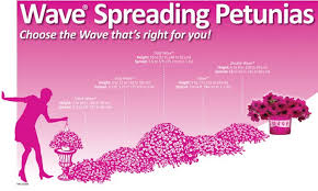 Wave Petunias Trademark Pink Packaging Sensational Color