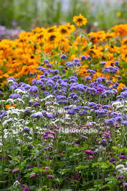Ageratum Houstonianum Nordmeer Flower J Best Flower Wallpaper