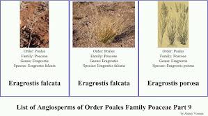 Image result for Eragrostis mildbraedii