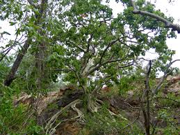 Image result for Ficus abutilifolia