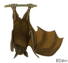 Little red flying foxes are the smallest flying fox species in australia. Adw Pteropus Scapulatus Information