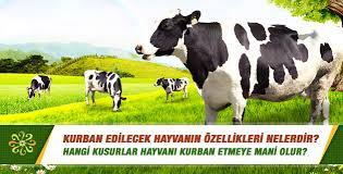 kurban edilecek hayvanin ozellikleri nelerdir hangi kusurlar hayvani kurban etmeye mani olur sorularla islamiyet