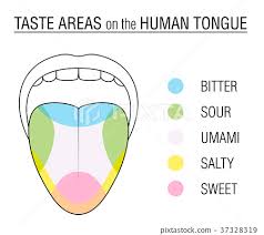 Taste Buds Colored Tongue Chart Stock Illustration