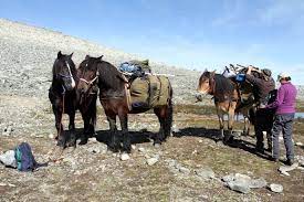 High Altitude Pack Animals And Their Sorry Fate Secrets Of The Ice