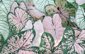 Check spelling or type a new query. Houseplants With Green And Pink Leaves Osera
