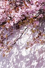 Albero con foglie rosa, albero con petali di fiori rosa vicino al bordo di una montagna, fantasy art, lava, paesaggio, fiore di ciliegio, tramonto, vita, fiore, sfondo hd. Immagini Stock Albero Con Piccoli Fiori Rosa Su Sfondo Bianco Con Ombra Nota Profondita Di Campo Image 86545654