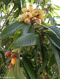 Image result for Eriobotrya