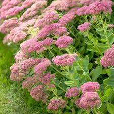 Autumn Joy Sedum Pflanzen Blumen Anbauen Fruhlingspflanzen