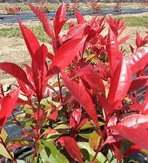 Photinia x fraseri va posta a dimora in luogo soleggiato, o anche semiombreggiato; Photinia Fraseri Carre Rouge