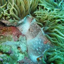 Image result for Sebaea sedoides