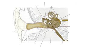 There are three kinds of diagrams you might get: Label Parts Of The Human Ear