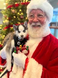 Mini pomsky puppy named Rush